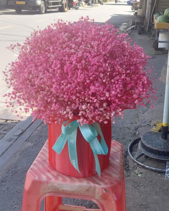 HOA BABY NỔI BẬT