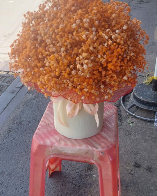 HOA BABY NỔI BẬT