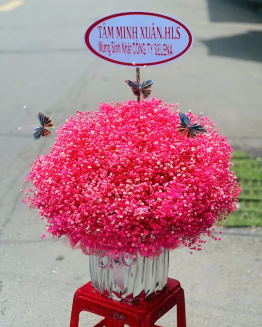 HOA BABY NỔI BẬT